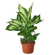 119568306_111777263888184_6403838366731281468_n