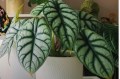 Alocasia-silver-dragon-plant