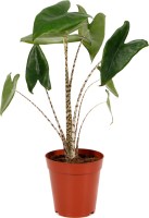 alocasia_zebrina