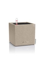 canto_low_brown_light