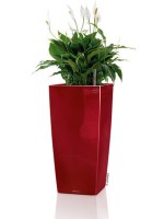 cubicon_premium_red13