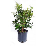 fotinia-0801-kali-800x800