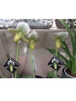 orchid_paphiopedilum