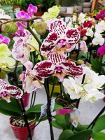 orchids