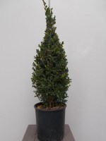 pyxaria_buxus