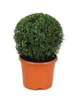pyxaria_buxus_ball