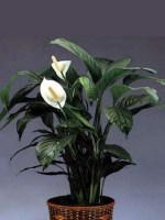 spathifyllo