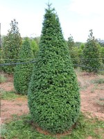 taxus