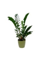 zamia